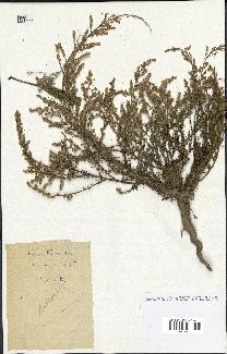 spécimen de Artemisia sp.