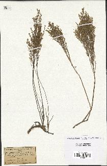 spécimen de Artemisia maritima