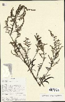 spécimen de Artemisia vulgaris