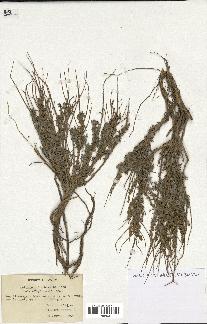 spécimen de Artemisia herba-alba