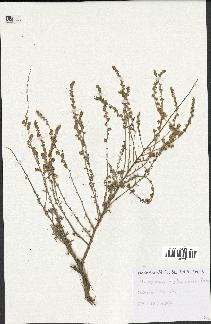 spécimen de Artemisia herba-alba