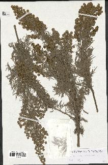 spécimen de Artemisia arborescens