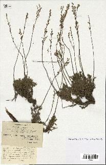 spécimen de Artemisia campestris