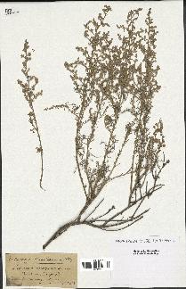 spécimen de Artemisia aragonensis