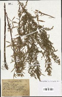 spécimen de Artemisia glauca