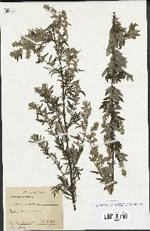 spécimen de Artemisia vulgaris