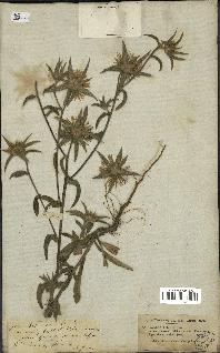 spécimen de Pallenis spinosa