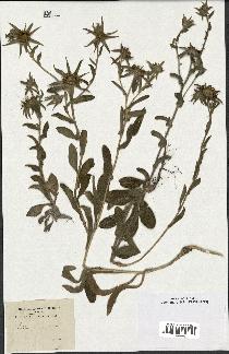 spécimen de Pallenis spinosa