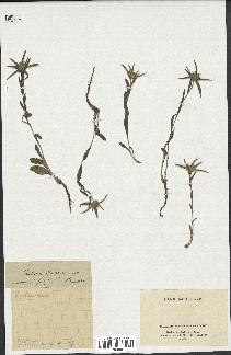 spécimen de Pallenis spinosa