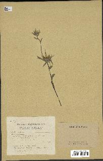 spécimen de Pallenis spinosa