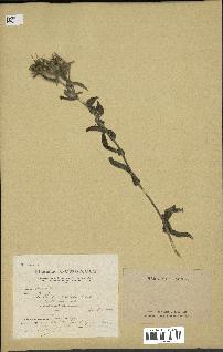 spécimen de Pallenis spinosa