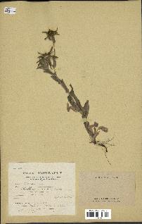 spécimen de Pallenis spinosa