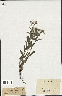 spécimen de Pallenis spinosa