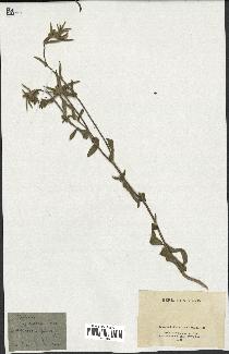 spécimen de Pallenis spinosa