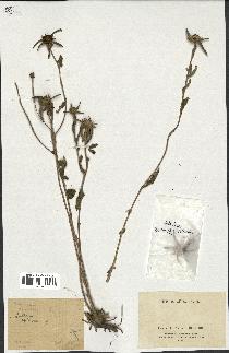 spécimen de Pallenis spinosa