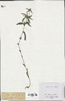 spécimen de Pallenis spinosa