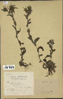 spécimen de Pallenis spinosa