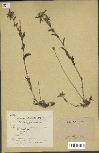 spécimen de Pallenis spinosa