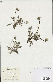 spécimen de Taraxacum obliquum