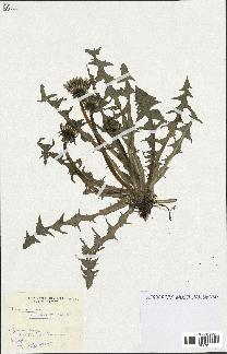 spécimen de Taraxacum hastatum