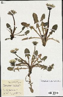 spécimen de Taraxacum lucidum