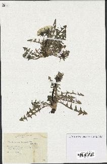 spécimen de Taraxacum polyodon