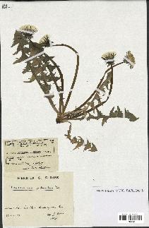 spécimen de Taraxacum polyodon