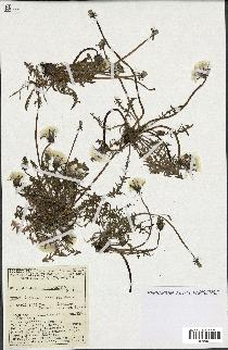 spécimen de Taraxacum brachyglossum