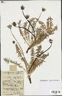 spécimen de Taraxacum dissectum