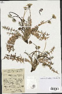 spécimen de Taraxacum dissectum