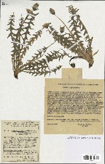 spécimen de Taraxacum dissectum