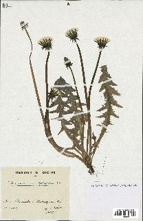 spécimen de Taraxacum polyodon