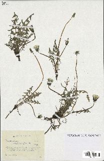 spécimen de Taraxacum lacistophyllum