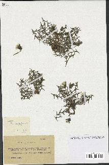 spécimen de Taraxacum lacistophyllum