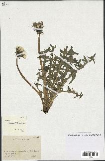 spécimen de Taraxacum pectinatiforme