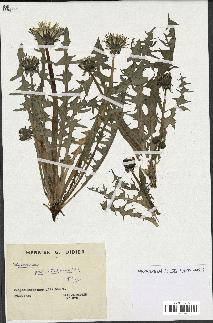 spécimen de Taraxacum pectinatiforme