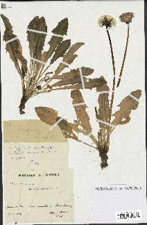 spécimen de Taraxacum pseudoleptodon