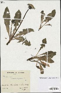 spécimen de Taraxacum pseudoleptodon