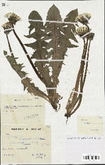 spécimen de Taraxacum retroflexum