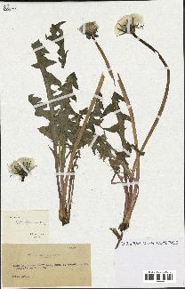 spécimen de Taraxacum retroflexum