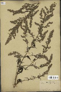 spécimen de Artemisia vulgaris