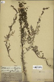 spécimen de Artemisia tanacetifolia