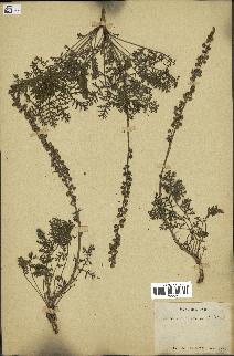 spécimen de Artemisia tanacetifolia