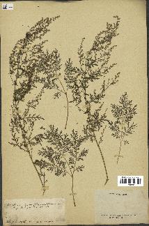 spécimen de Artemisia tanacetifolia