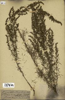 spécimen de Artemisia variabilis