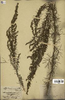 spécimen de Artemisia variabilis