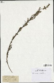 spécimen de Artemisia parviflora