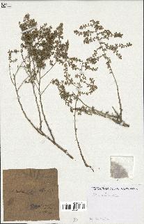 spécimen de Artemisia herba-alba