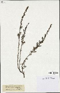 spécimen de Artemisia chamaemelifolia