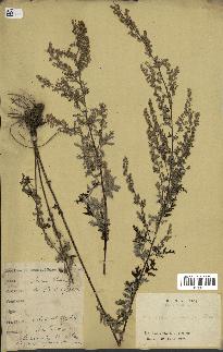 spécimen de Artemisia sp.